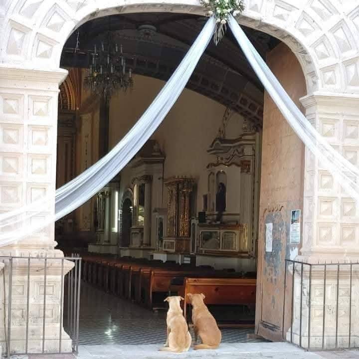 Animalesaprieto's tweet photo. Hasta los perritos ya se casaron y yo nada. https://t.co/wWZs7rBXc9
