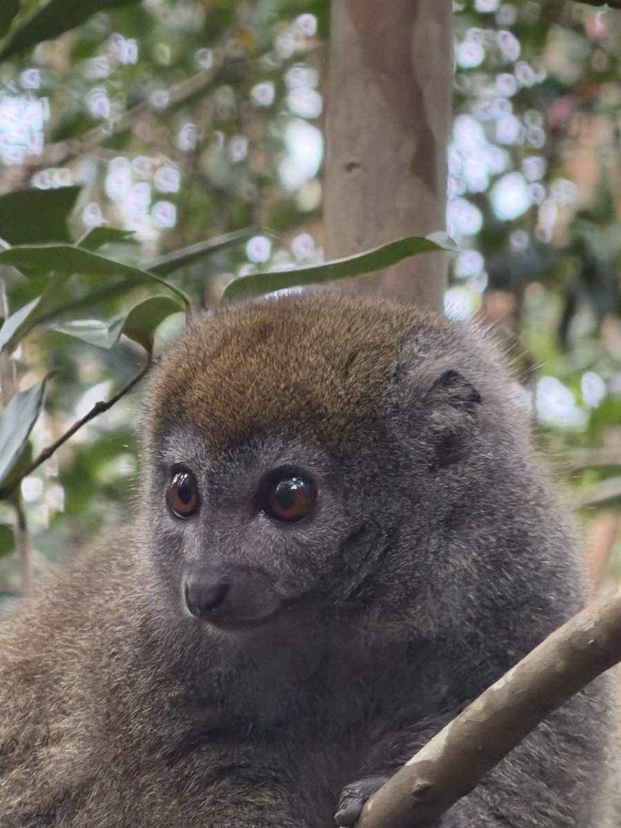 StephenGRyan's tweet photo. Today’s lemurs on our ASA Madagascar tour. #asatours    #abcradio  #mtmacedon  #dicksoniarareplants  planttrust#thehorticulturalists 
￼

￼

￼ https://t.co/NVVF6sE2f8