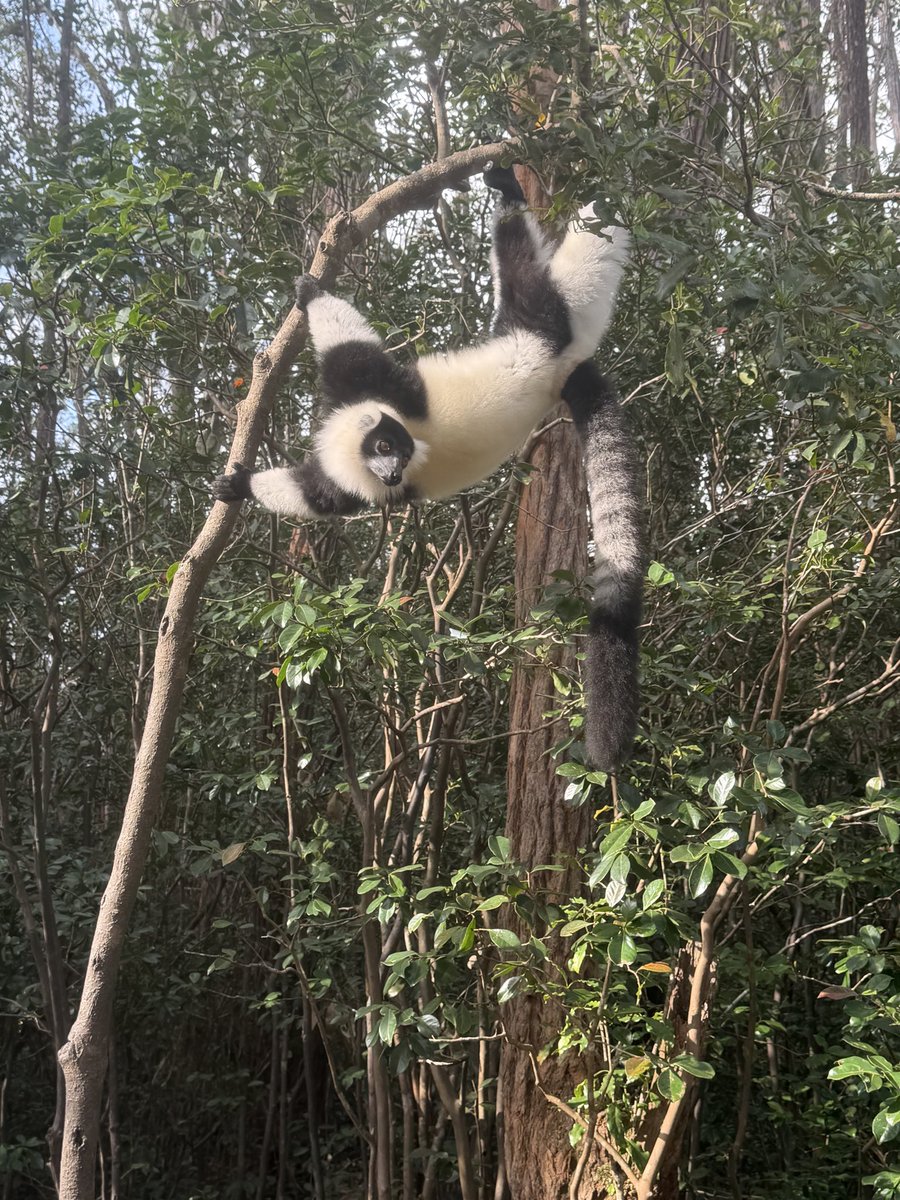 StephenGRyan's tweet photo. Today’s lemurs on our ASA Madagascar tour. #asatours    #abcradio  #mtmacedon  #dicksoniarareplants  planttrust#thehorticulturalists 
￼

￼

￼ https://t.co/NVVF6sE2f8