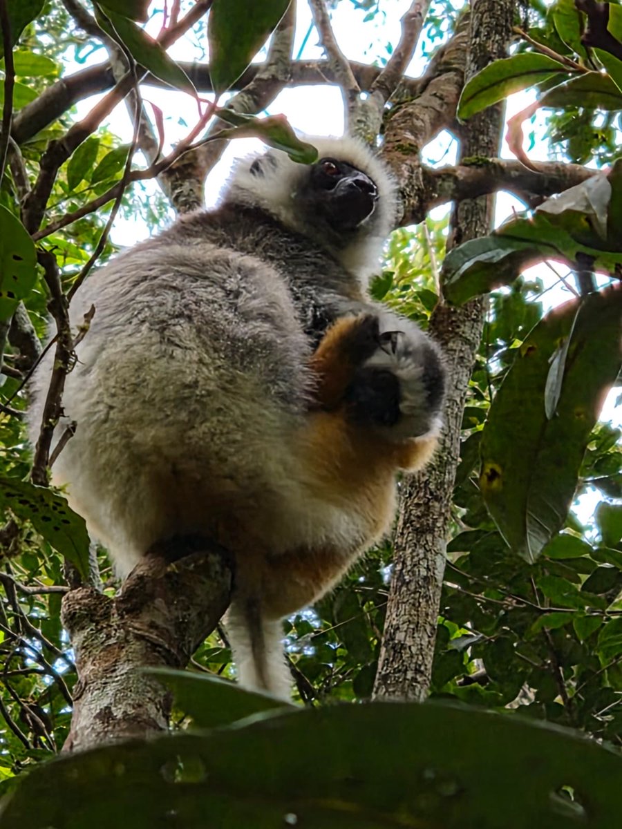 StephenGRyan's tweet photo. Today’s lemurs on our ASA Madagascar tour. #asatours    #abcradio  #mtmacedon  #dicksoniarareplants  planttrust#thehorticulturalists 
￼

￼

￼ https://t.co/NVVF6sE2f8