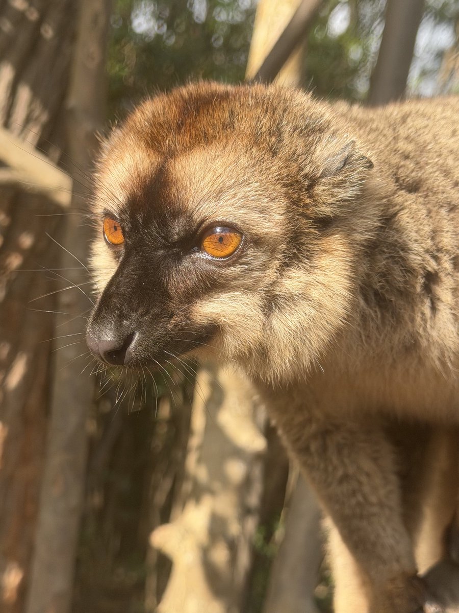 StephenGRyan's tweet photo. Today’s lemurs on our ASA Madagascar tour. #asatours    #abcradio  #mtmacedon  #dicksoniarareplants  planttrust#thehorticulturalists 
￼

￼

￼ https://t.co/NVVF6sE2f8