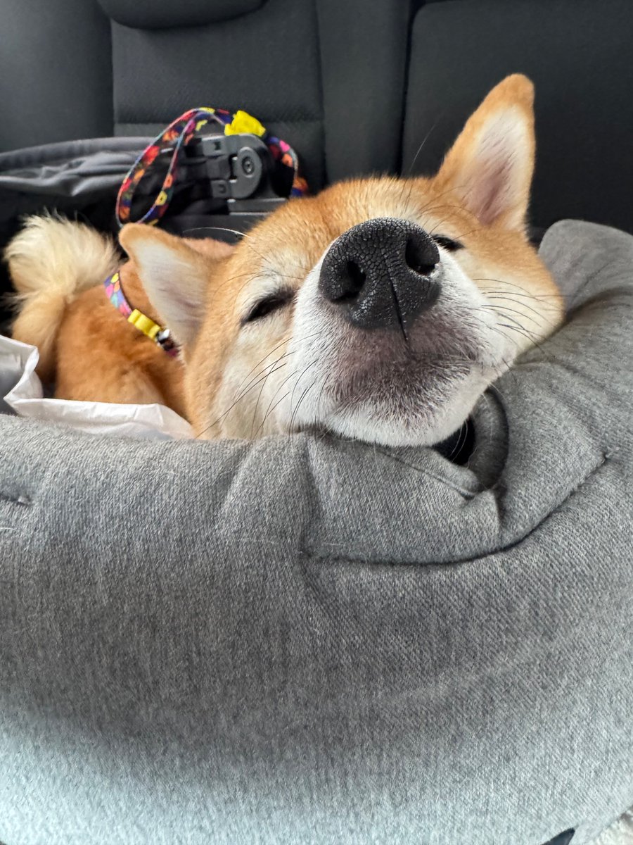roku125shiba's tweet photo. 病院頑張った犬に、よかったらいいねをお願いします。 https://t.co/Nh0VhpkiQs