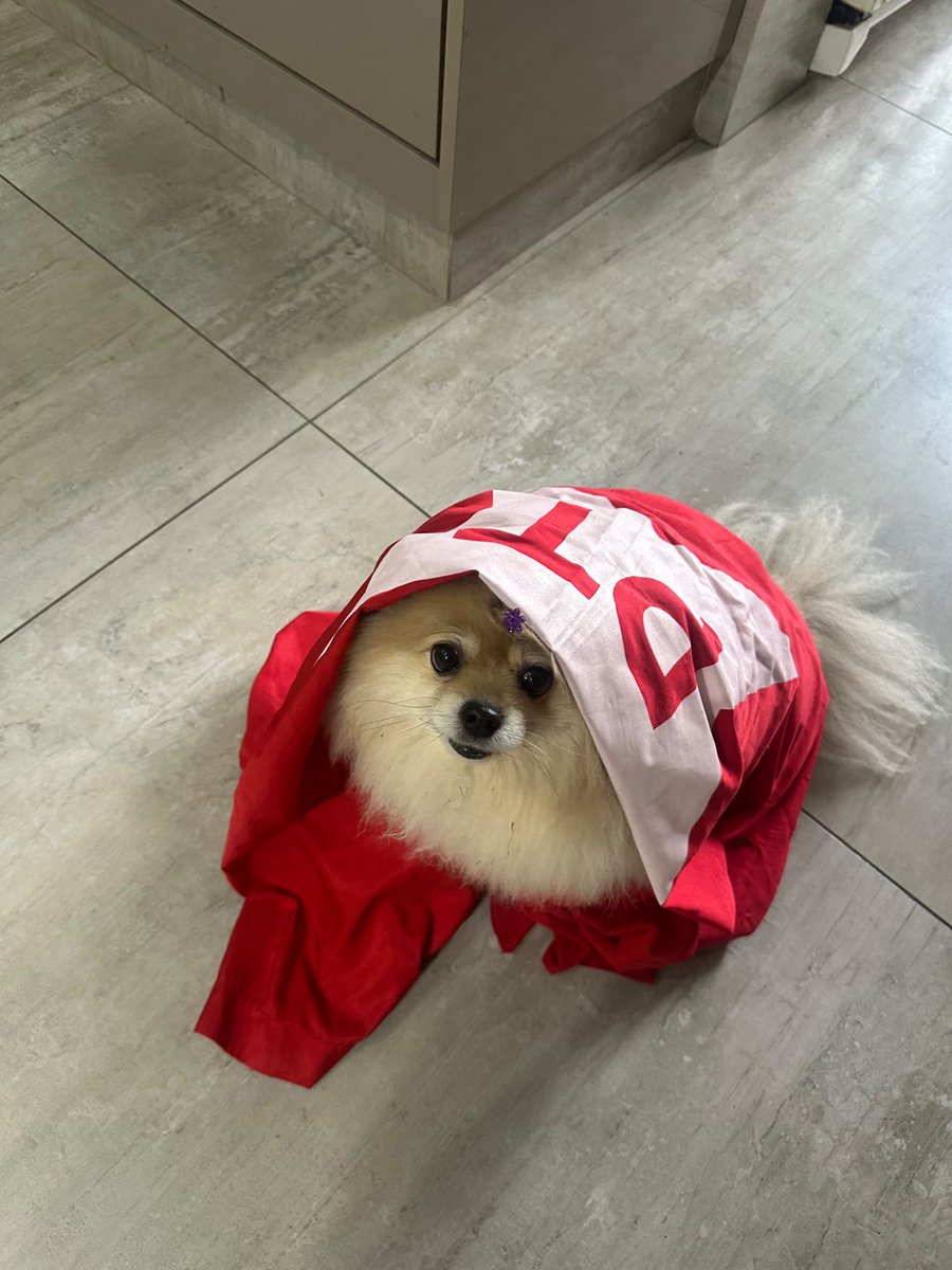 rwizsgl's tweet photo. minha irmã mandando foto da cachorra dela já preparada para apertar o numero na urna https://t.co/AHX1x38j4J