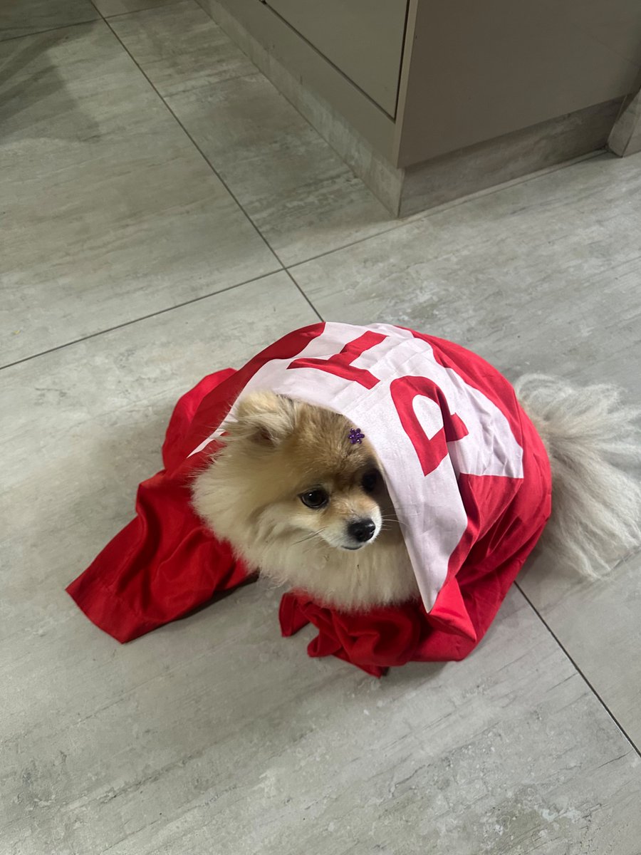 rwizsgl's tweet photo. minha irmã mandando foto da cachorra dela já preparada para apertar o numero na urna https://t.co/AHX1x38j4J