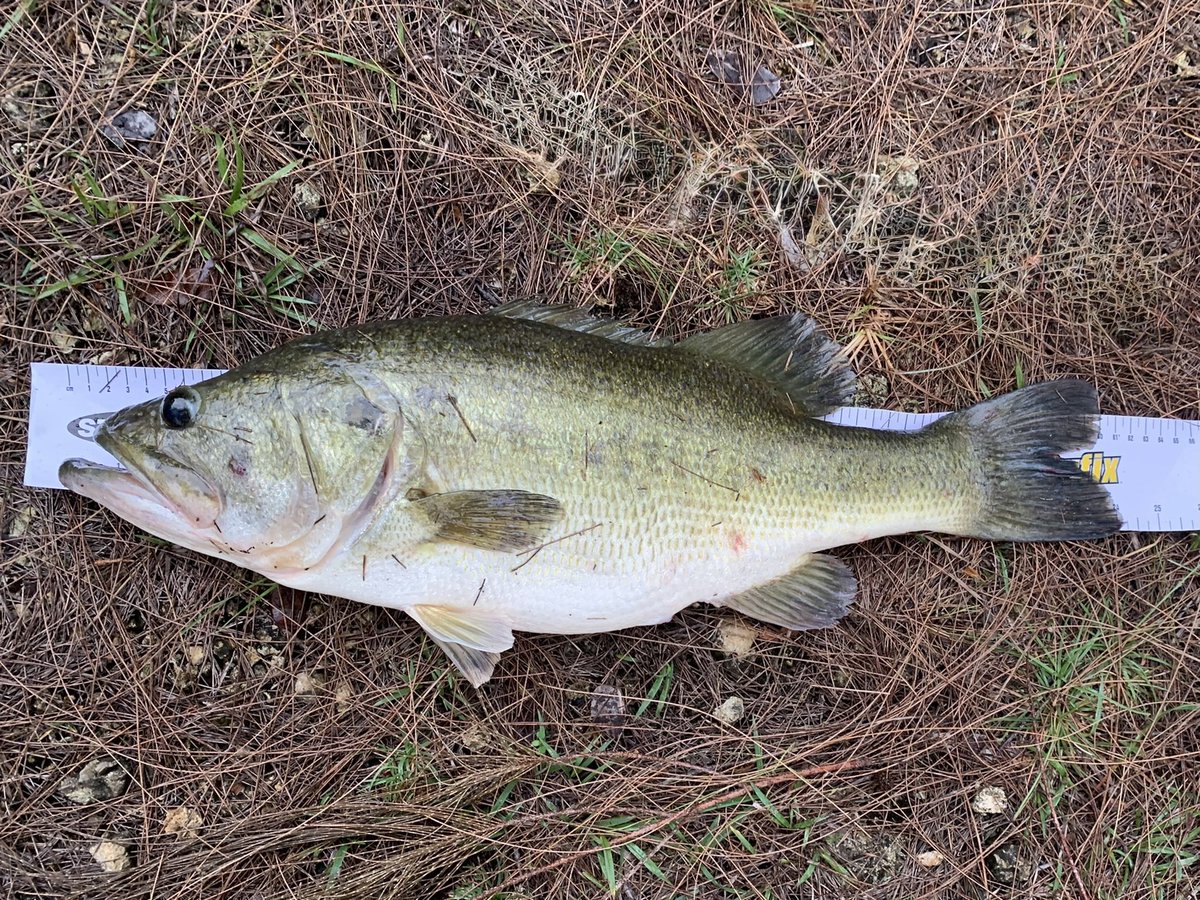 YuruKaigyo's tweet photo. 初めての60up🙌
61cm 📍Florida🇺🇸 https://t.co/rWKTmJmfBb