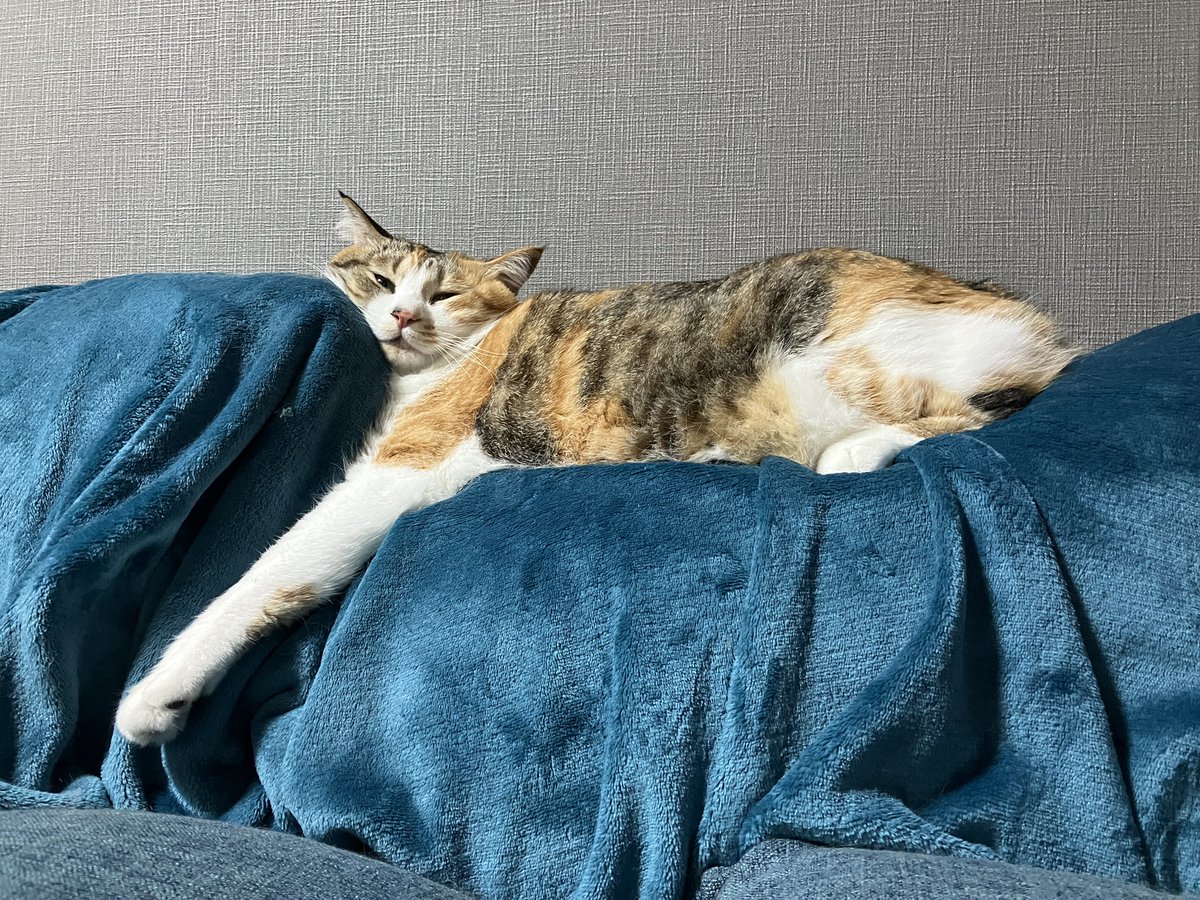 eroi_writer's tweet photo. ５台目の猫ちゃんベッド購入しようか検討中
隠れ家とかハンモックとかも含めたら今現在14台ある
ちなウチにいる子はこの１匹だけ https://t.co/ivf6iSpD7E
