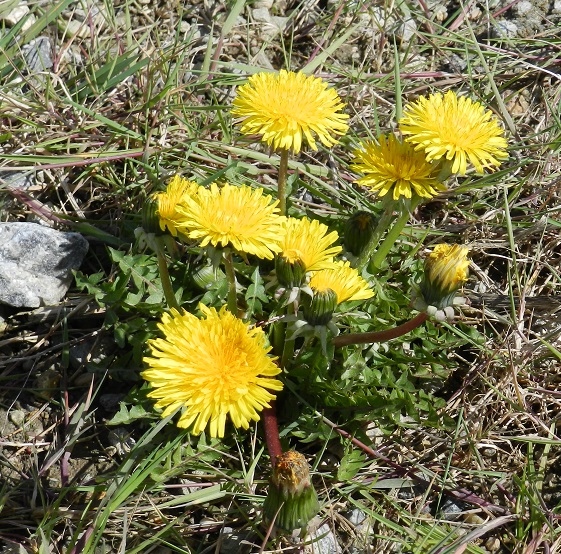 NeoResistant's tweet photo. #FleurisTonFil
Le pissenlit, ce n'est pas une mauvaise herbe (les "mauvaises herbes" : une notion absurde ?), il est comestible, a des vertus thérapeutiques et ses fleurs jaunes sont sympas y compris en confiture ou en gelée ! (pas essayé)
#photographie #photography https://t.co/jAQfwNzXcZ