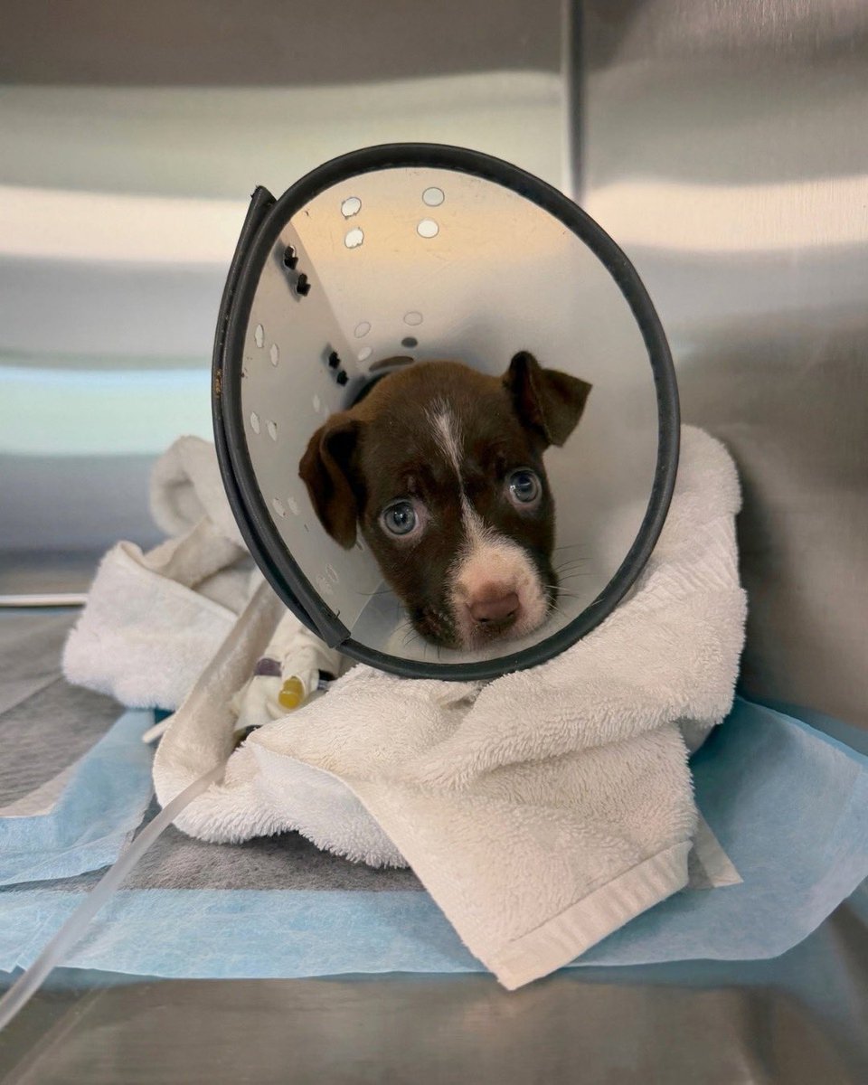 15outof10's tweet photo. This is Gray and Gecko. They were diagnosed with parvovirus, a highly contagious disease that can be fatal for unvaccinated puppies. To survive, they need parvo antibody treatment, hospitalization, and supportive care. You can help them below ❤️‍🩹

https://t.co/DPZL1IhYJK https://t.co/J0BPXFdKGM