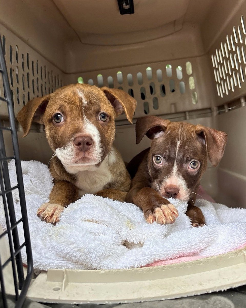 15outof10's tweet photo. This is Gray and Gecko. They were diagnosed with parvovirus, a highly contagious disease that can be fatal for unvaccinated puppies. To survive, they need parvo antibody treatment, hospitalization, and supportive care. You can help them below ❤️‍🩹

https://t.co/DPZL1IhYJK https://t.co/J0BPXFdKGM