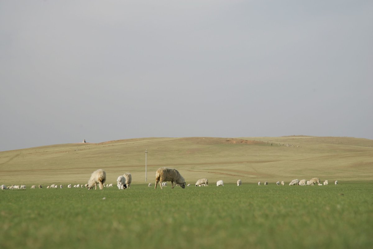 farmingfirst's tweet photo. A $278 billion finance gap stands between rangeland restoration and the two billion people who depend on rangelands for their livelihoods. A new investment hub, launched at @Cop17Mongolia and led by @ILRI, aims to close it: https://t.co/lBnhOF5ywk https://t.co/pl9n9NaKDB