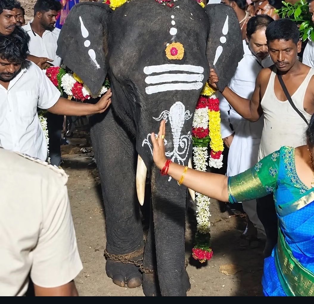 KanyaaKaushik's tweet photo. If an animal needs chains to remain where we want it, maybe we should question the system,not the animal.
Devotion should never mean ignoring suffering.
#WhyTheChains #NoElephantsInTemples https://t.co/WEoSaTN2el