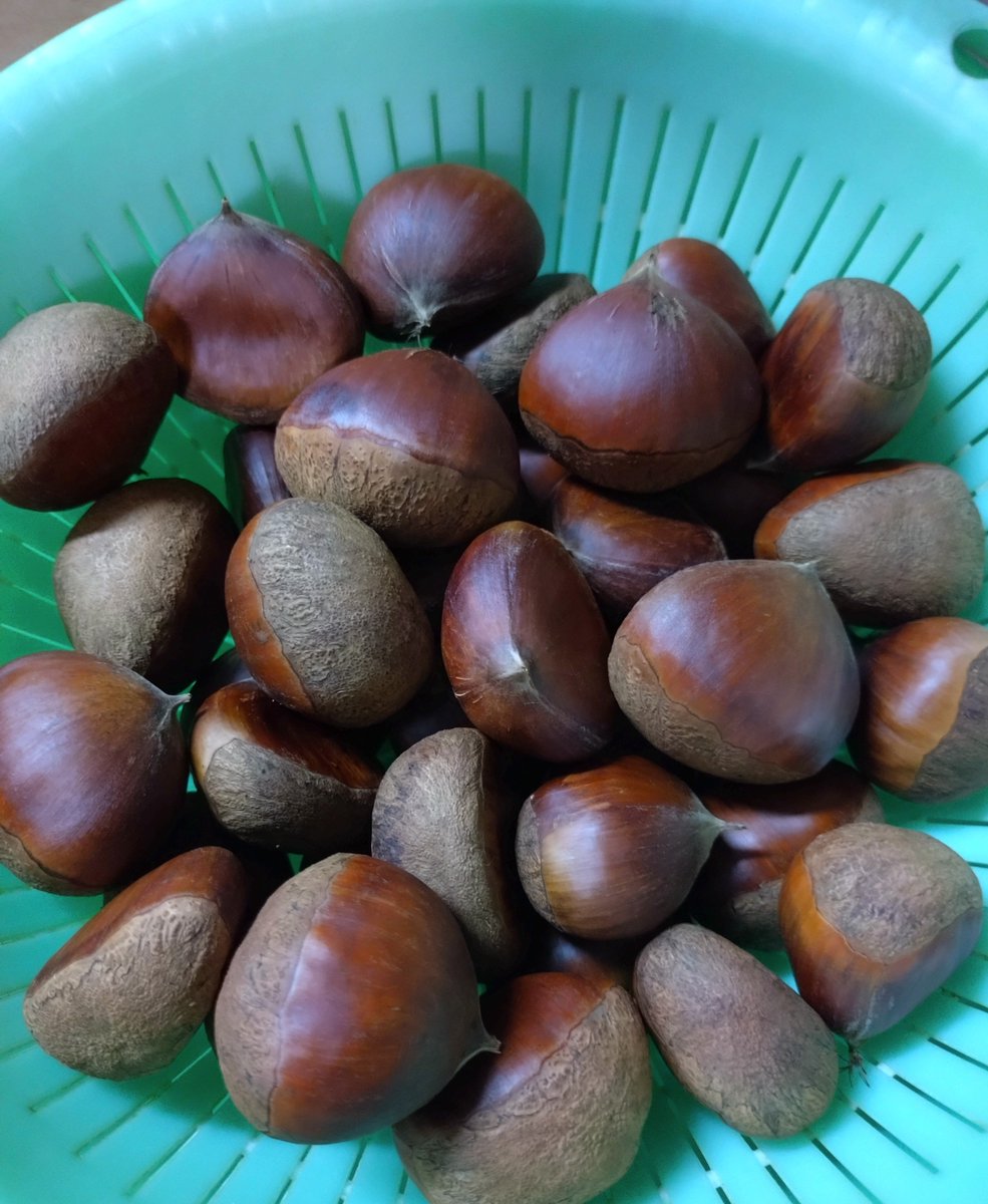 mekko1010's tweet photo. 初物の栗🌰
綺麗に剥いて売られてる栗のありがたみを、身をもって噛みしめてる😅 https://t.co/8yF2i4Nswg