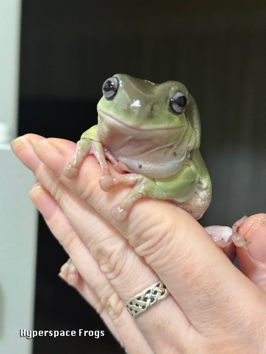 HyperspaceFrogs's tweet photo. It’s rare, but every so often the giant does something that causes Rodney to stop glaring at her with disdain for just a moment. 🥰 https://t.co/rN41OR7gsK