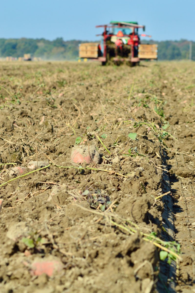 AginArk's tweet photo. Sweet potatoes coming out of the ground in Cross County, Arkansas, where there are about 5,000 acres grown.
Thanks to @AR_Extension's @Jenrae_martin for the photos.
Find more harvest images here: https://t.co/a2q9elsW1A https://t.co/shgLqhQh90