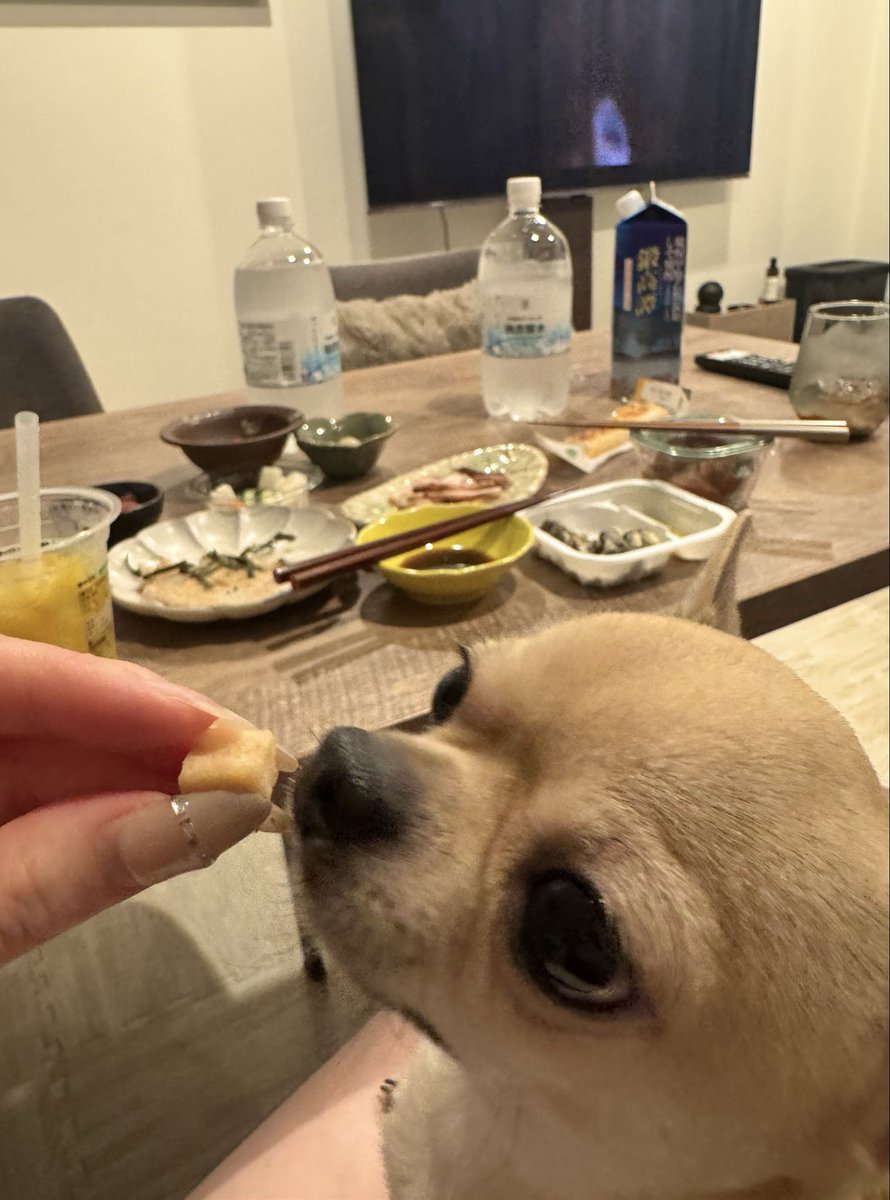 9xilvw's tweet photo. 人間の晩酌に付き合い犬ころ https://t.co/YCqG65dVAx