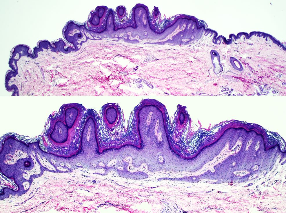 pathothama tweet picture