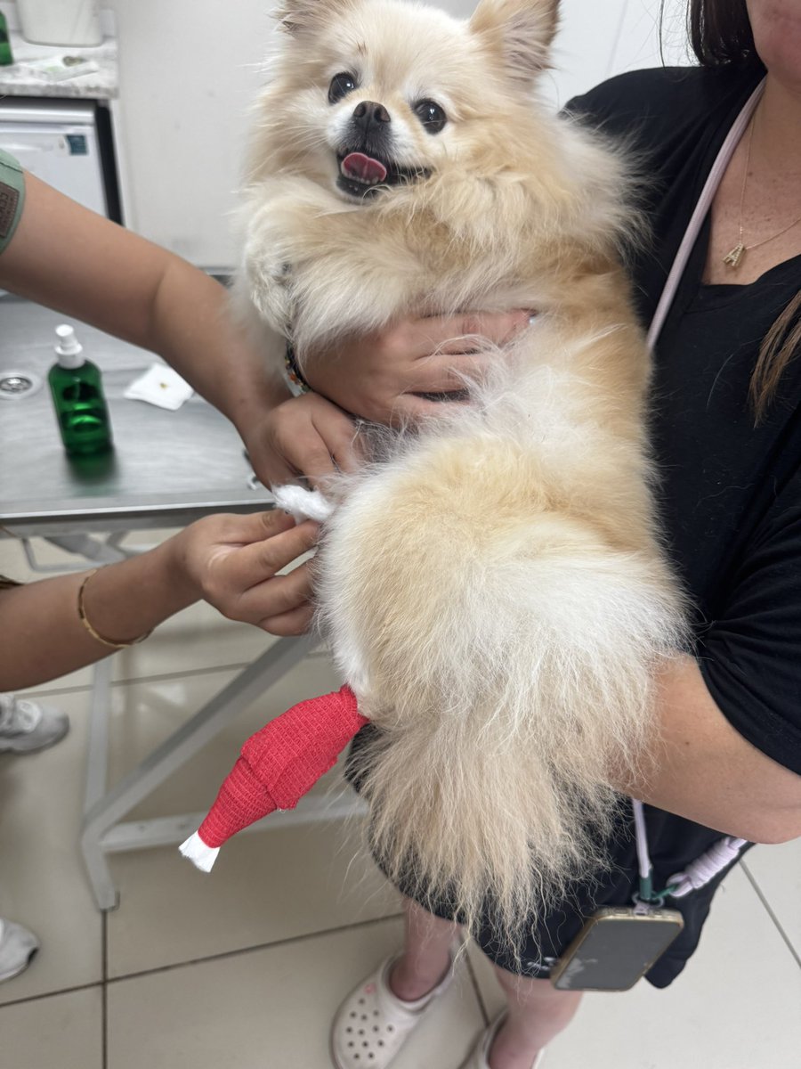 AlyarGamze's tweet photo. Muğla merkezde Ada Pet’e köpeğimi bakım için emanet ettim. İşletme sahibi beni arayarak, başka bir köpeğin tırnağını keserken benim köpeğimin düştüğünü, tırnağının kökünden koptuğunu ve kanamayı durduramadıklarını söyledi.
@omurgedik @pekkan1 @SerennSerengil @muglaedutr https://t.co/Xep8ZMXwdU