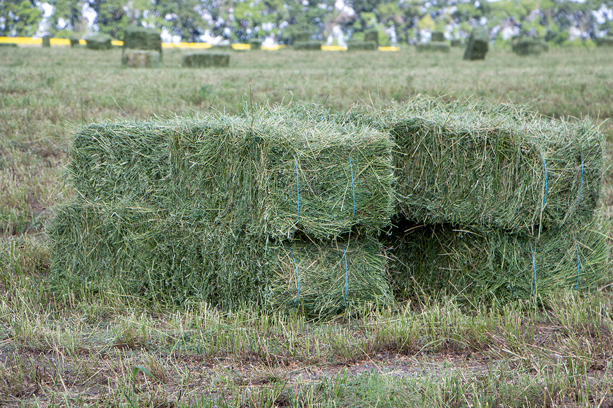 AfterFinishLine's tweet photo. We're awarding 7 Hay Grants in October. Aftercare must plan for winter to keep #OTTBS in good weight/health/warm. Grants help fill the barn.
Funded by Georgia B. Ridder Fdn (supports #Calbreds) &amp; Town Fair Tire Fdn (supports New England #OTTB).
Helping OTTBs in VA-TX-NY-NH-MA-CT. https://t.co/VCjzkvpxSt