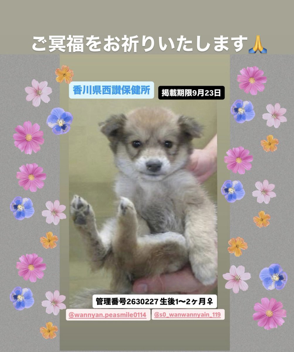 NoCulling's tweet photo. 🌿悲しいお知らせです
この子は保健所内で亡くなったそうです
詳しいことは分かりませんが、収容された時にはすでに衰弱していたのかもしれません😢
まだ生後1〜2か月…厳しい暑さの中、小さな身体でよく頑張りました
どうか安らかに…
ご冥福をお祈りいたします🙏 https://t.co/Dv1RYLnoP7