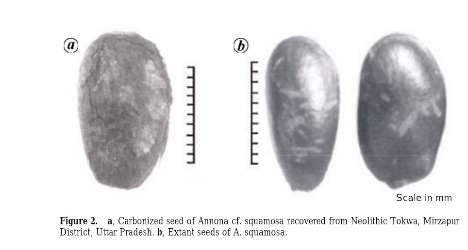 historiakayasth's tweet photo. Several plants of American origin have been attested from ancient sites in India. For instance, carbonised custard apple seeds were found at Raja Nal ka tila and Tokwa in Mirzapur dating to 2000 BCE. https://t.co/2NrMmBNoPj