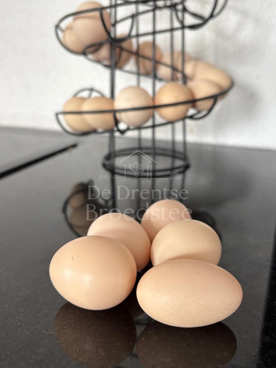 EttaPiech's tweet photo. Steeds meer hennetjes zijn begonnen met leggen. Ik heb hun eigen eitjes echt gemist. kippenliefde kippenvrienden https://t.co/o9BpJ2rnfD