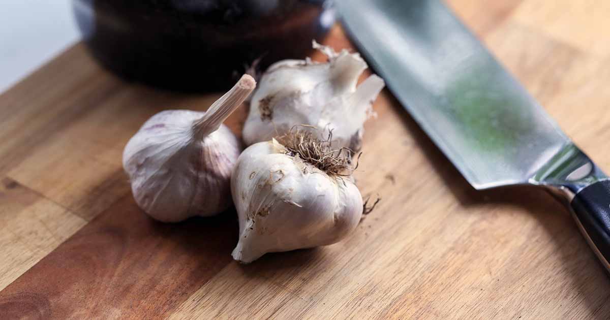 Gardeners_Path_'s tweet photo. How to Grow 'Polish Hardneck' Garlic - 'Polish Hardneck' is the garlic lover's garlic. The flavor is rich, robust, and complex. Learn how to care for this porcelain type now on Gardener's Path. #gardeningtips #garlic #growyourown https://t.co/6MwjT0h7WI https://t.co/OogO4SqBCt