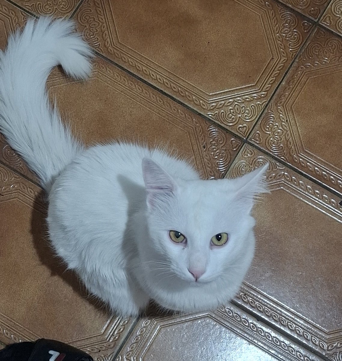 isntmands's tweet photo. @bloomieshark eu tava falando disso ontem com meu pai KKKKKK gato branco VIVE encardido, não sei onde eles se enfiammm
esse aqui 👇 vive podre https://t.co/4PhbiWzCRI
