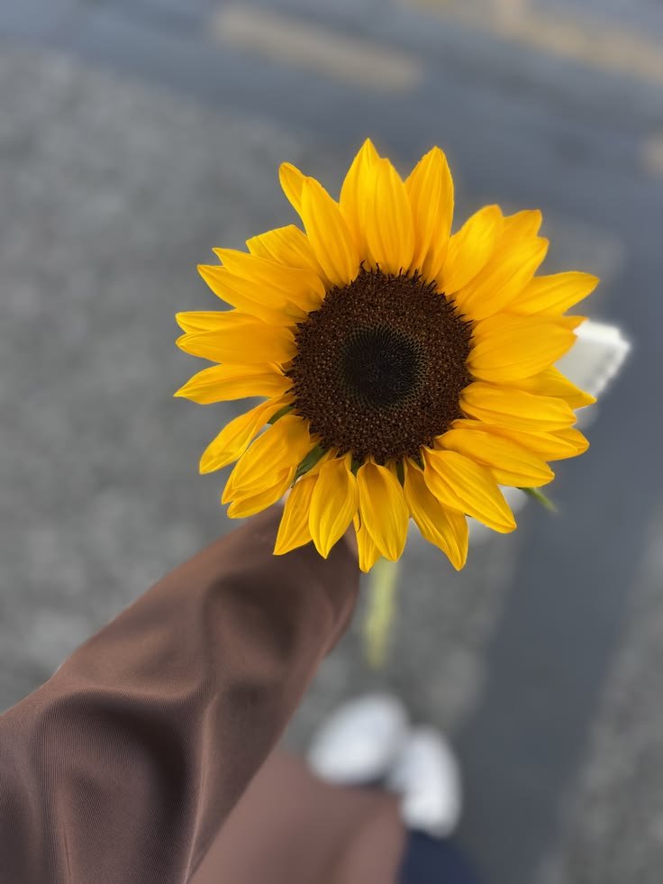 Solara786's tweet photo. Sunflower https://t.co/3cWwiB43rm