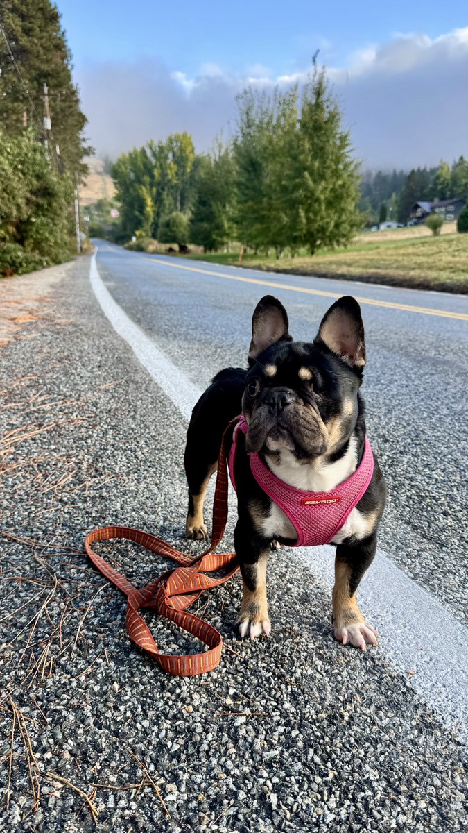 AnjouPug's tweet photo. “Yes, I’m standing here. No, I don’t care about your schedule.” #RoadDog https://t.co/GifunrVWGb