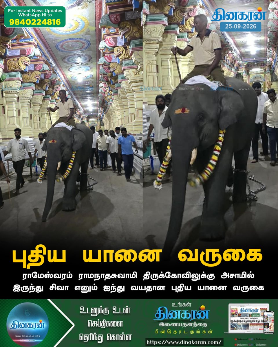 DinakaranNews's tweet photo. ராமேஸ்வரம் ராமநாதசுவாமி திருக்கோவிலுக்கு அசாமில் இருந்து சிவா எனும் ஐந்து வயதான புதிய யானை வருகை
#Rameswaram #elephant #DinakaranNews https://t.co/JSz7MExY8M