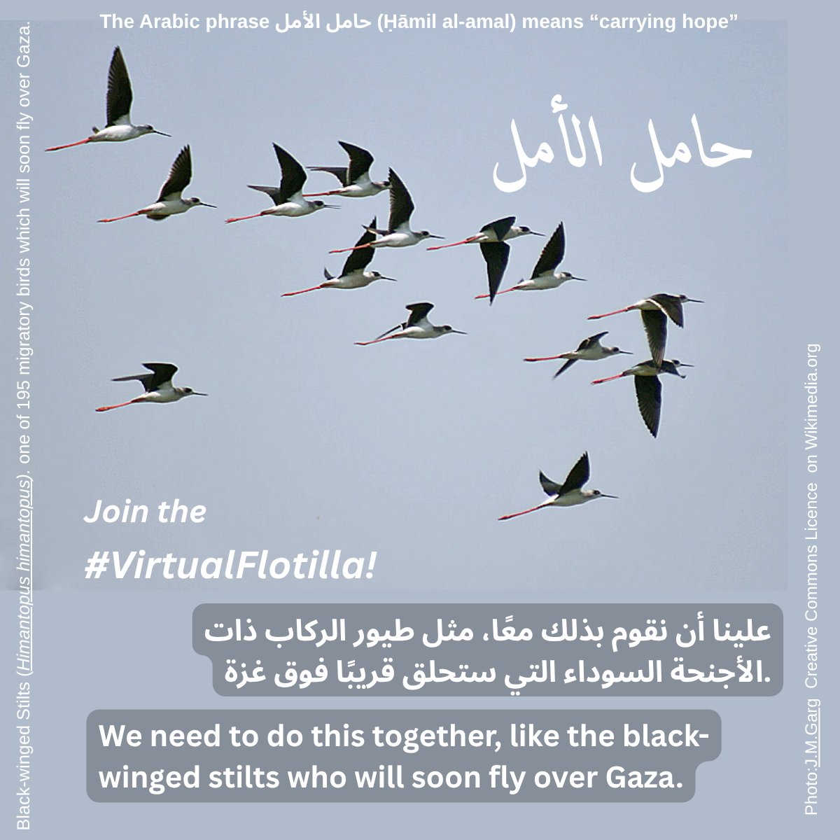 VirtualFlotilla's tweet photo. Who are the people behind the #VirtualFlotilla?
A 🧵about our members form Gaza - all power ladies, who've become 'bread winners' due to the war.
(We encourage people to also form mixed groups with people form Gaza and 'from around the world') https://t.co/FiGuMMvlTj