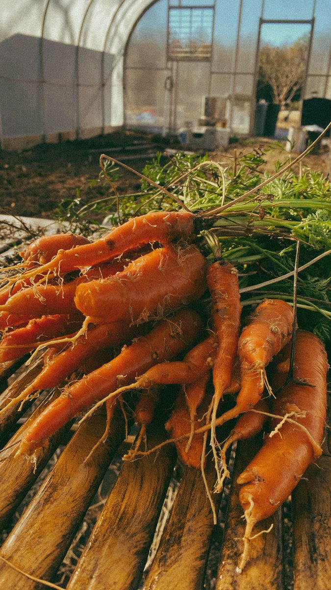 fairybrandmuva_'s tweet photo. Fall on the farm 🍂🍁🍃 @CultFarms https://t.co/BnVdD3rax1