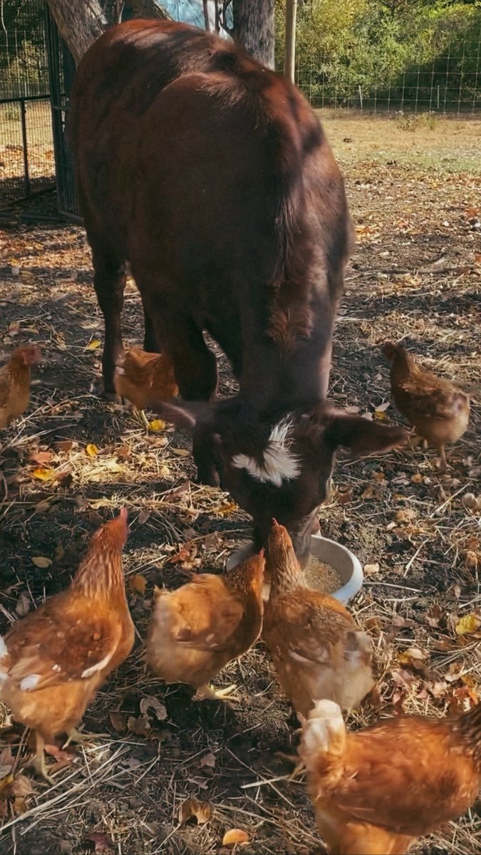 fairybrandmuva_'s tweet photo. Fall on the farm 🍂🍁🍃 @CultFarms https://t.co/BnVdD3rax1