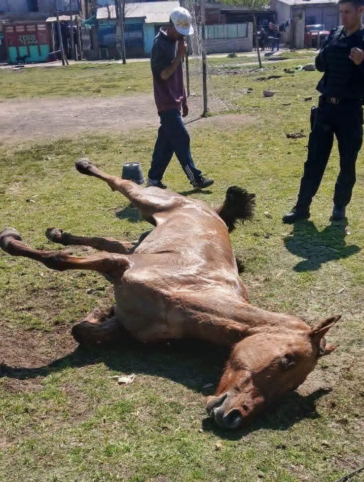 mavica7's tweet photo. Lloralo hoy, porque mientras leés esto, en la calle de al lado, otra cadena se levanta para romperle la cabeza a otro caballo.

Míralo bien. No apartes la vista. Esta es la realidad que nos golpea cada día en el conurbano, la que muchos prefieren no ver.

No, no es un accidente. No es la pobreza. Es la crueldad más absoluta y desalmada.

Este caballo, este ser que ven ahí, con su cuerpo ya sin fuerzas, con la mirada reflejando el más absoluto dolor está muriendo por tétanos. Una enfermedad dolorosísima, terrible, que le paraliza el cuerpo y le roba el aliento poco a poco.

¿Sabés cuánto cuesta la vacuna que le hubiera salvado la vida? El precio de dos alfajores. Nada más.

Pero para su dueño, esa vida no valía ni dos alfajores. Para él, era solo una herramienta, una "cosa" que se usa hasta que se rompe.  

Y ahí lo ven, observando su agonía con la misma indiferencia y el mismo desprecio con el que lo trató siempre. Con el mismo odio.

Nosotros no compramos el discurso de la "necesidad". Los caballos no son una necesidad, son un lujo. El 96% de las personas que usan caballos para acarrear chatarra, escombros y cargas bestiales tienen bicicletas, motos o hasta camionetas. Muchas veces, incluso varias. No, no es necesidad. Es la comodidad perversa de elegir, cada mañana, salir con una cadena en la mano para doblegar a otro ser vivo. A costa de su hambre, de su dolor, de su muerte, mientras tienen vehiculos en sus casas.

Un caballo es un ser que siente, que sufre, que tiene derecho a una vida digna. No son objetos para usar y descartar.

Escuchá su silencio. Sentí el dolor de que mueran atados al carro mientras la humanidad sigue de largo.

👉 Sé parte de la diferencia. Generá conciencia difundiendo. Sé parte de quienes deseamos que tanta crueldad tenga fin. Hoy, más que nunca, sumate a nuestra lucha. Tu voz, tu compromiso, pueden hacer la diferencia para estos animales. Ayúdanos a visibilizar este horror, a exigir justicia y a luchar por un futuro donde ningún caballo tenga que sufrir así.
💔

#CaballosDeQuilmes