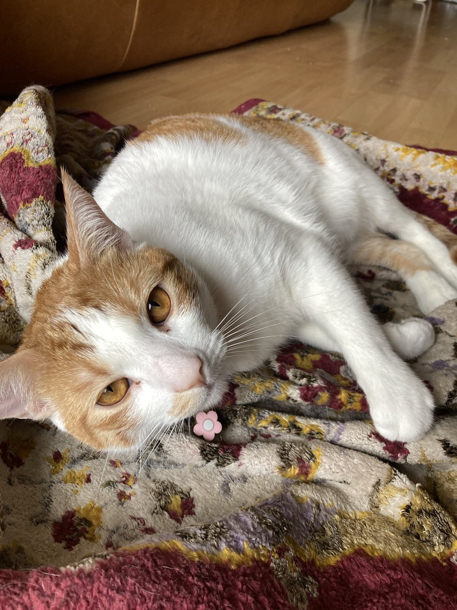 extrafluous's tweet photo. this little freak saves my life by mewing at me every single day. but only special people can comprehend it https://t.co/SEytY9IIpZ