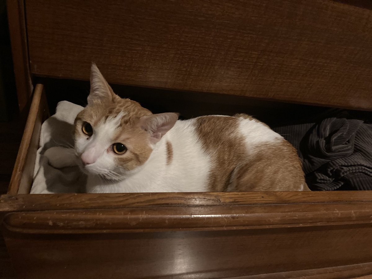 extrafluous's tweet photo. this little freak saves my life by mewing at me every single day. but only special people can comprehend it https://t.co/SEytY9IIpZ