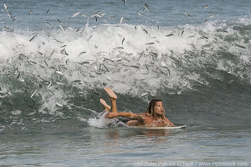 pookiepolls's tweet photo. How's this pic from 2015. Before AI

Surfer in the waves during the Sardine Run when sharks and predatory fish started chasing the sardines.

 Me, I would have kakked myself. https://t.co/Uhw24DEnKi