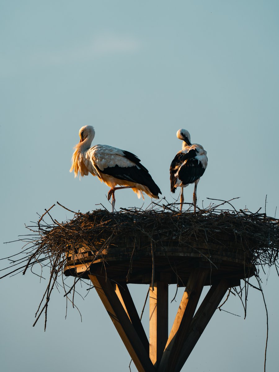 LHPGodoy's tweet photo. Mittlerweile ist der Nachwuchs bei den Weißstörchen schon ziemlich groß. #weißstorch #wildlife #nature #birdsofinstagram #sonyalpha https://t.co/JIf2CosnZw