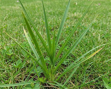 CustomTurfServ's tweet photo. Stubborn weeds shouldn’t mean surprise charges. 🌱

When we quote your fertilization &amp; weed-control program, that’s the price. No extra charge just because a weed is harder to control.

Straightforward North Texas lawn care.

📞 817-545-8873 https://t.co/P6sCtt0h9Z