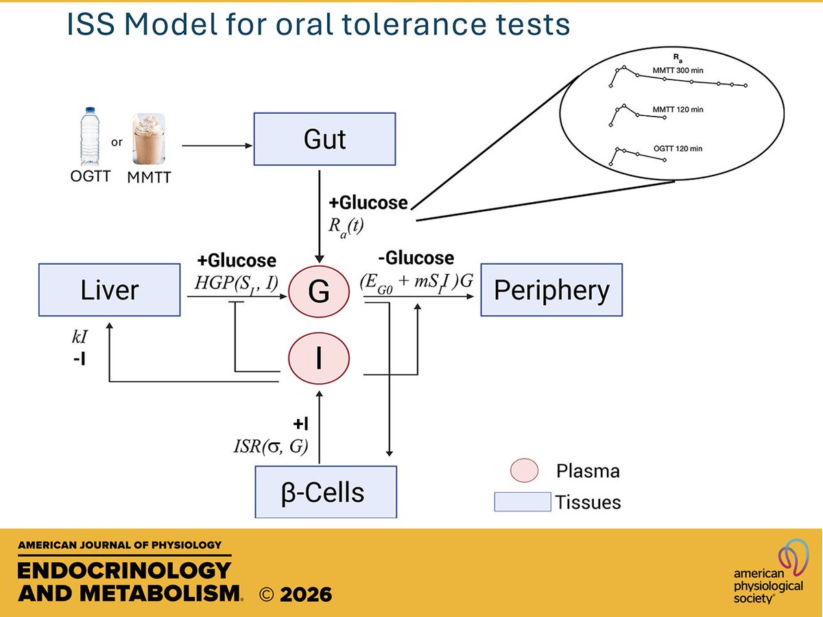 AJPEndoMetab's tweet photo. Research Article by AS Sherman et al. (@DrChung_Pendo) Validation in adult Black and White women of the ISS model for estimating #insulinsensitivity and beta-cell function from mixed-meal tests
https://t.co/0Pq5WUHaco https://t.co/9xCeJ5e4Iq