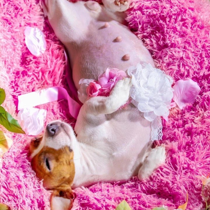 populicc's tweet photo. İlk kez hamile olan bir köpeğe özel hamilelik çekimi yapıldı. https://t.co/8tLAJrUAQX