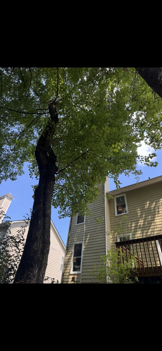 appalachian_of's tweet photo. Dallas, GA: tree pruned away from the fireplace chimney, siding, gutters, and roof with careful, low-impact work. #DallasGA #TreePruning https://t.co/ybDb13dFNp