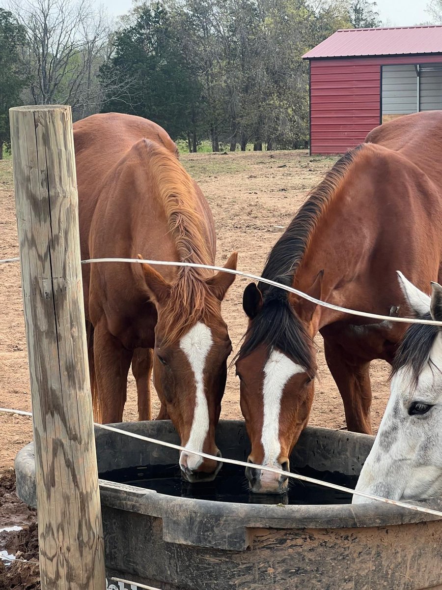 SilverEagleVA's tweet photo. Friends' get-together at the local watering hole.
#FriendshipFriday #FridayGetTogether#Horses #HorseLife #BarnLife #SES #SilverEagleStable https://t.co/jypVTNJu3k