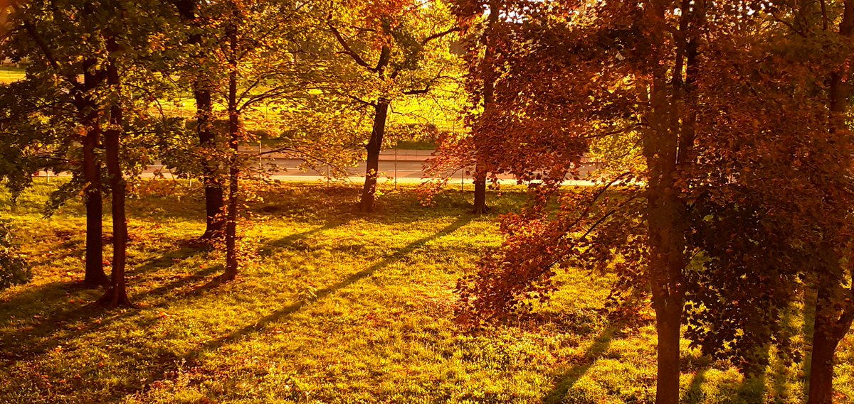 OHMYLOVELYROSS's tweet photo. przez kilka chwil za oknami była taka jesienna, piękna poświata od zachodu słońca, po kolejnym pięknym, ponurym, padającym dniu 🍂❤🌧
#pogoda #jesień #piątek #tweetme https://t.co/La9Zt8dLXC