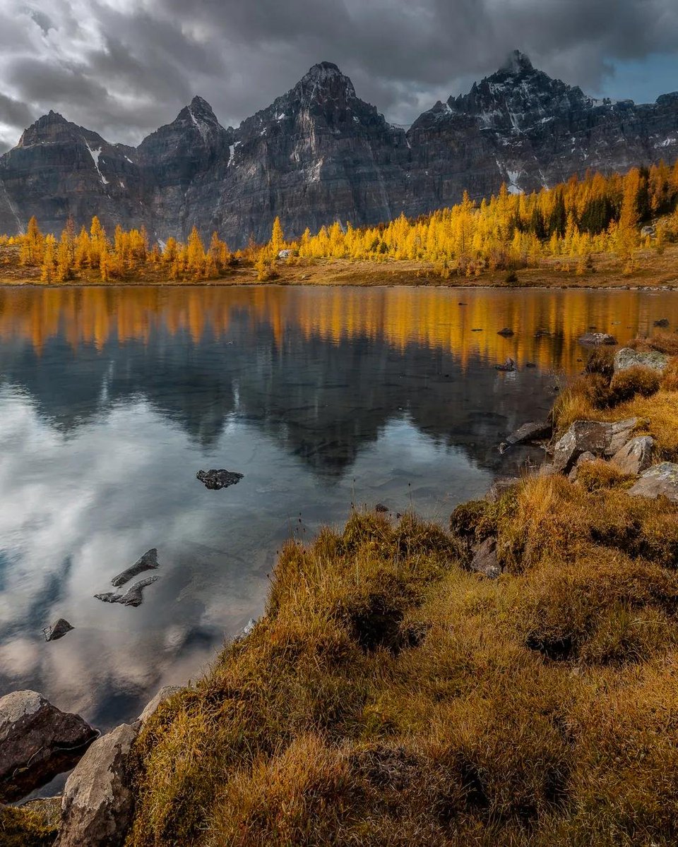 danschyk's tweet photo. Larch Valley https://t.co/5z9VhcJAGi