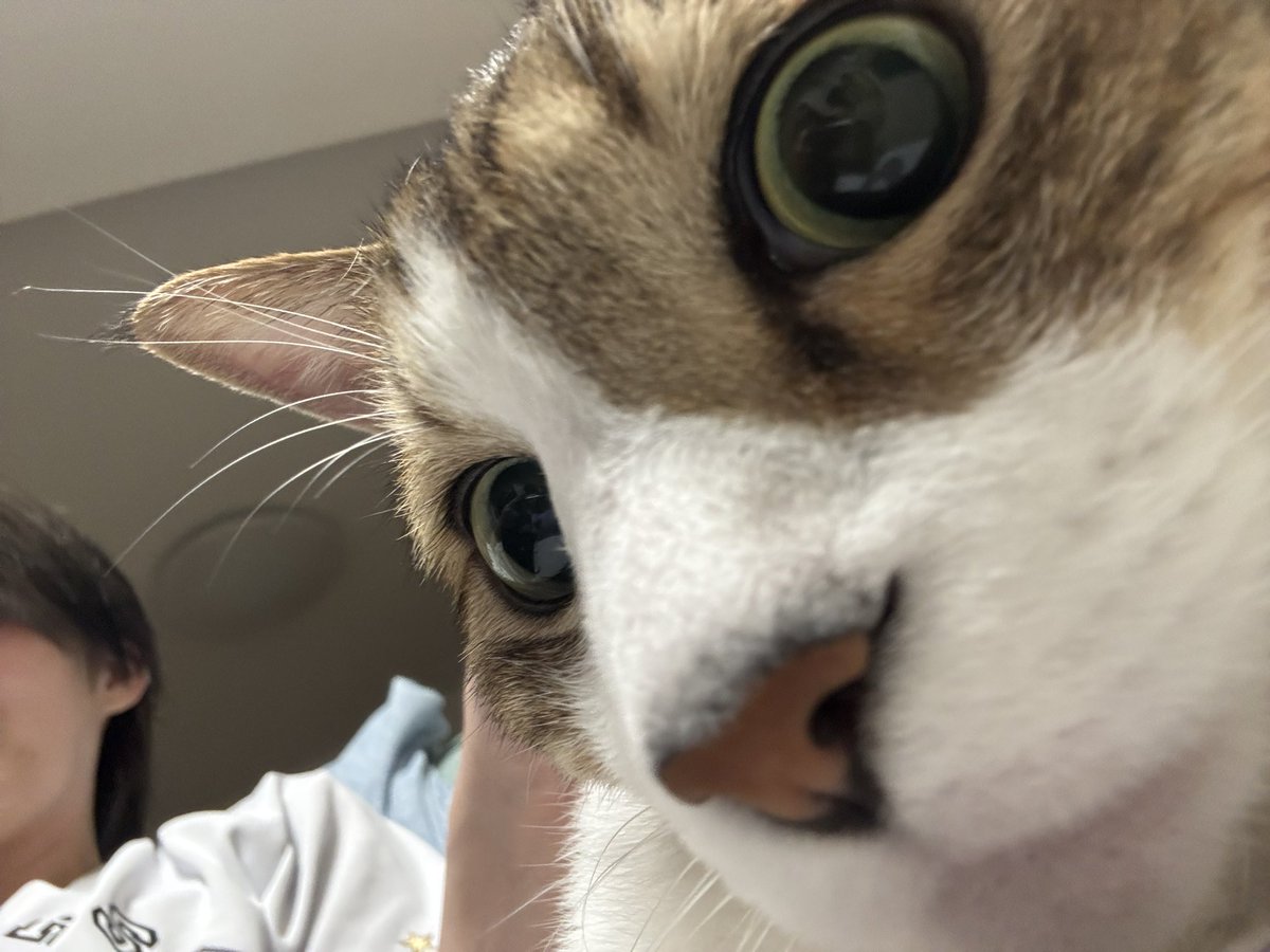 u__uo60's tweet photo. 若干の猫アレルギーがあったとしても、触らずにはいられないうちのかわいいねこと、ニヤけてる私(=^ェ^=) https://t.co/YK1K5RrL9X