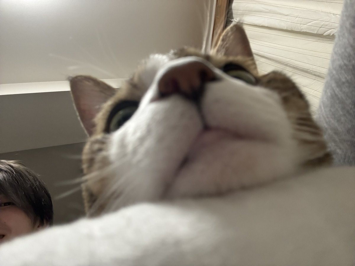 u__uo60's tweet photo. 若干の猫アレルギーがあったとしても、触らずにはいられないうちのかわいいねこと、ニヤけてる私(=^ェ^=) https://t.co/YK1K5RrL9X