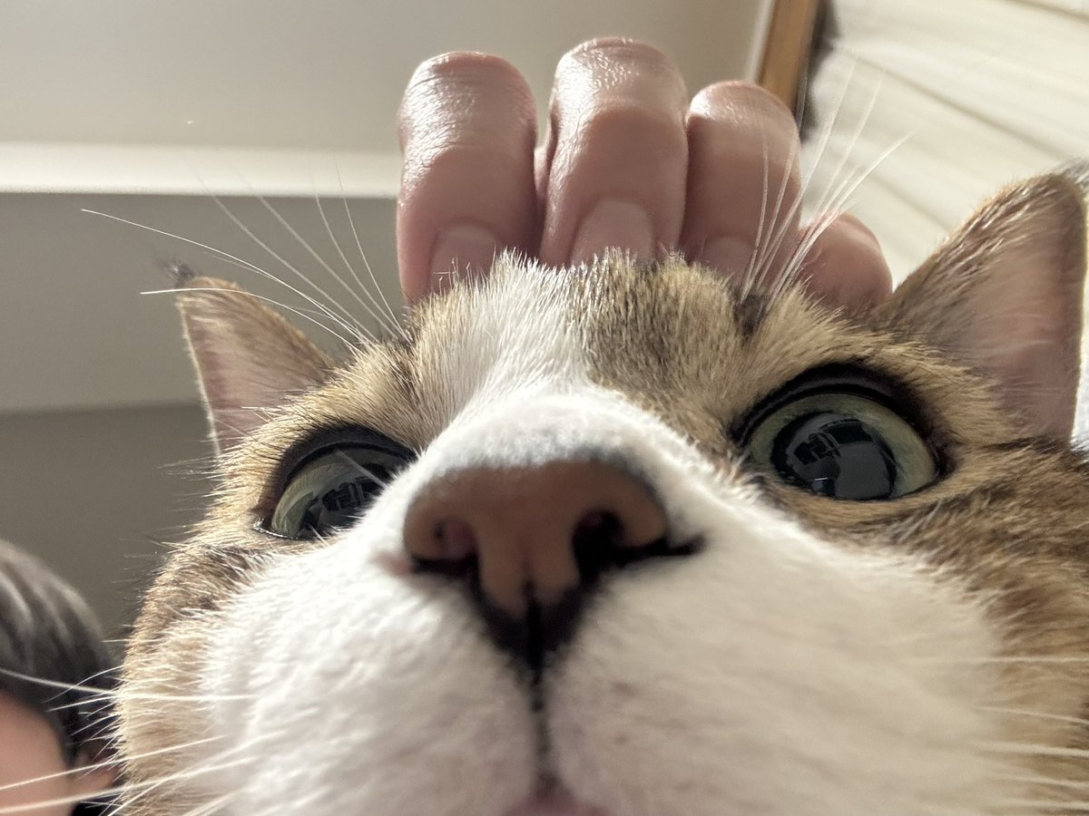 u__uo60's tweet photo. 若干の猫アレルギーがあったとしても、触らずにはいられないうちのかわいいねこと、ニヤけてる私(=^ェ^=) https://t.co/YK1K5RrL9X