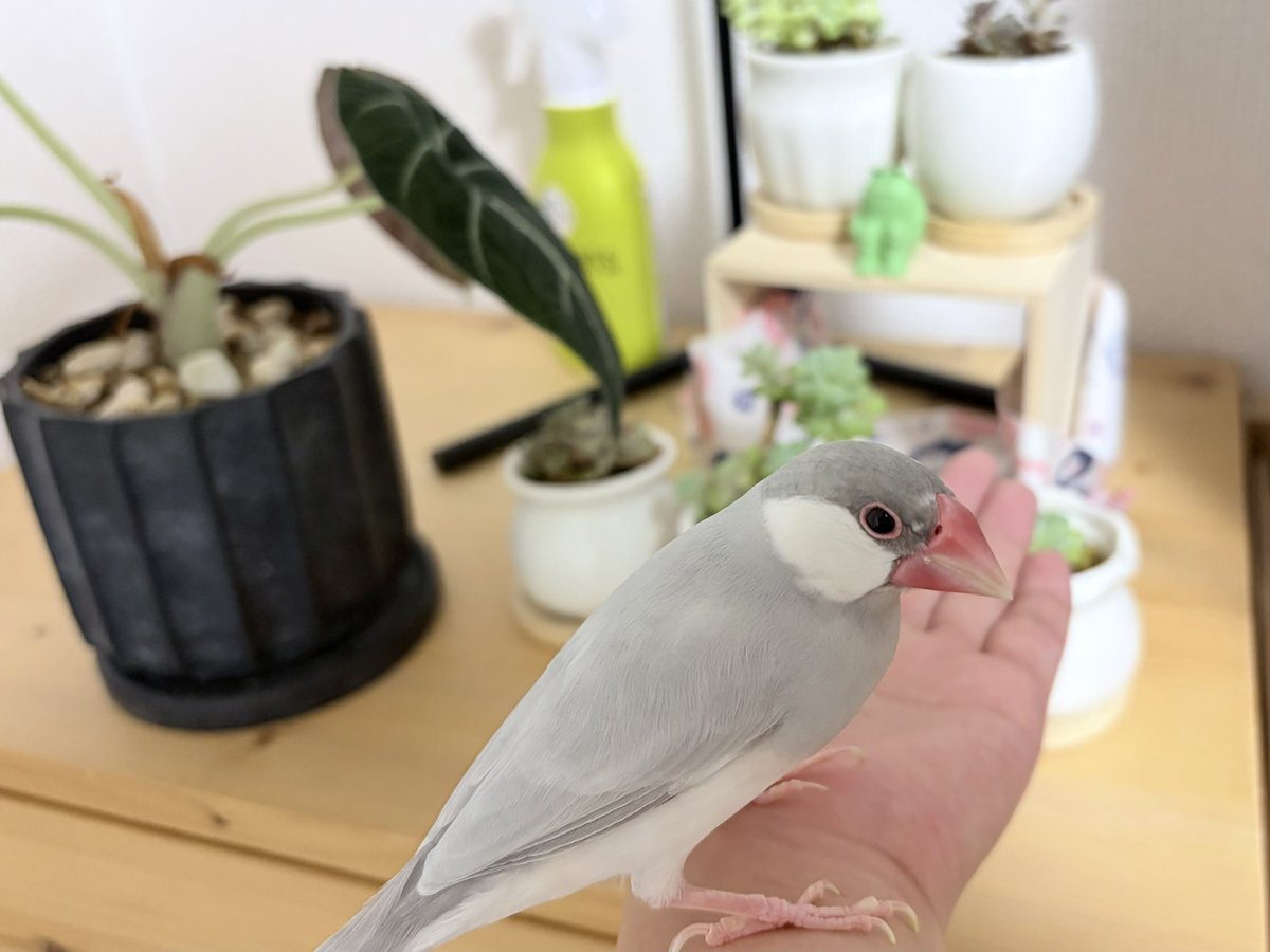 0_ppp000's tweet photo. 寝る前23.6g、植物と、ムク。
飼い主偉すぎるので網戸と窓の掃除とベランダの掃除してそのまま早めの風呂に入るという素晴らしすぎる1日を過ごしました…ムク、見てたか…？☺️🤚 https://t.co/BLsgFakXqt