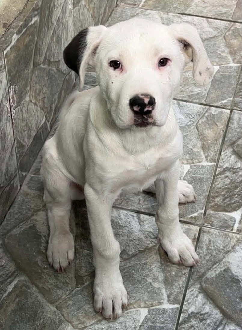 eltuitdemarsh's tweet photo. Lindo cachorrito, de entre 4 a 5 meses, en adopción responsable. Solicitan seriedad a la hora de adoptar pues recién lo han devuelto porque se han arrepentido de adoptarlo. Si deseas darle un hogar para siempre, comunícate al +56962137827. Favor RT!
#Calama https://t.co/xwJaduTKoC